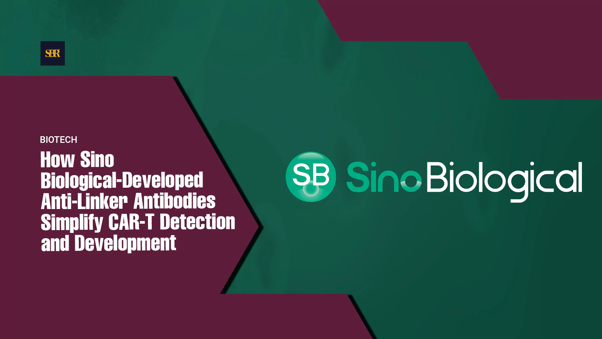 How Sino Biological-Developed Anti-Linker Antibodies Simplify CAR-T Detection and Development
